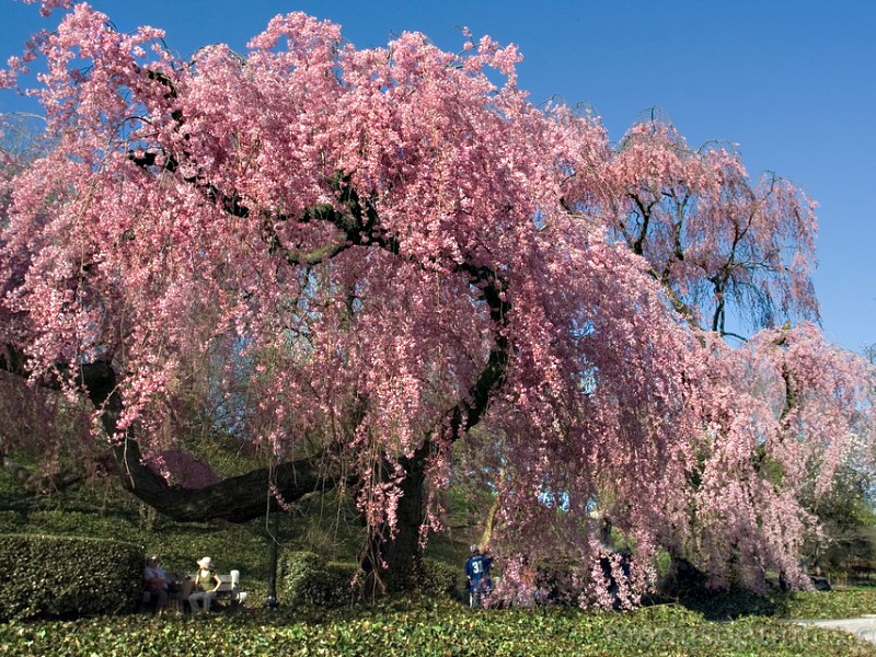 Prunus subhirtella Pendula Plena Rosea | Prunus - střemcha, sakura
